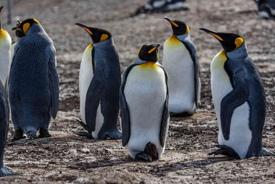 Pingüino Rey - islas Falkland o Malvinas 10.jpg